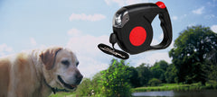 Retractable Dog Leash and Torch
